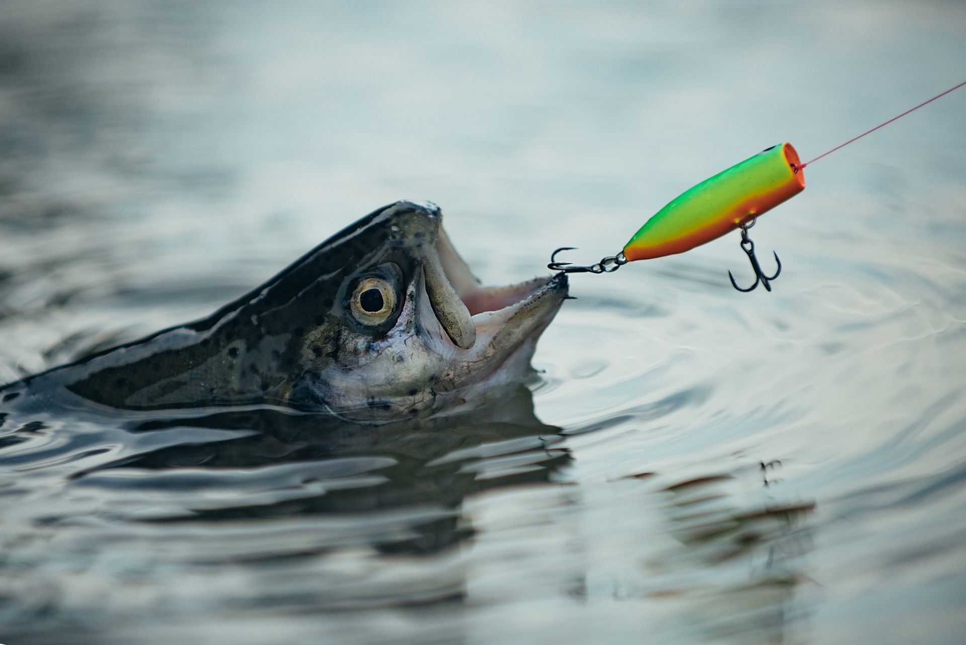 A trout rising from the water with its mouth open, hooked by a small, bright green and orange fishing lure.