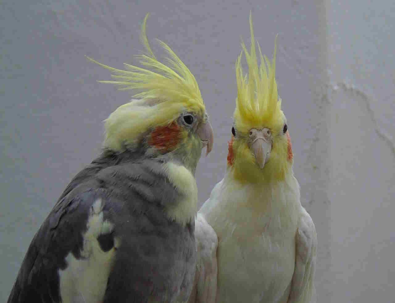 Pair of cockatiel parrots for sale