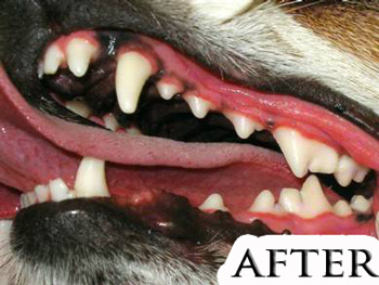 After Dog Teeth Cleaning — Studio City, CA — Rusty’s Discount Pet Center
