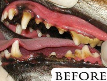 Before Dog Teeth Cleaning — Studio City, CA — Rusty’s Discount Pet Center