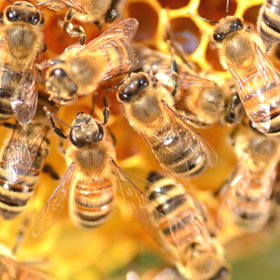 Bee rehoming and management solutions