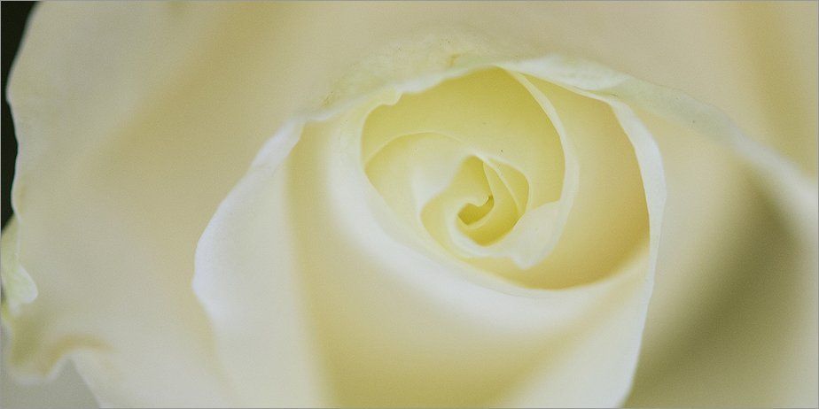 A white rose