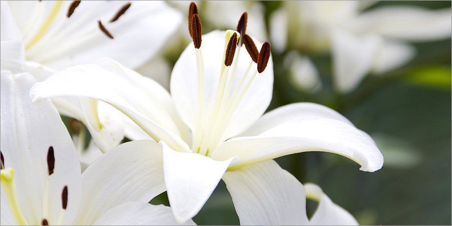 White flowers