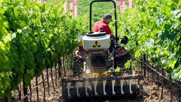 A man is driving a tractor through a vineyard.