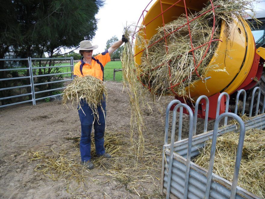 A person in an orange shirt is holding a bunch of hay