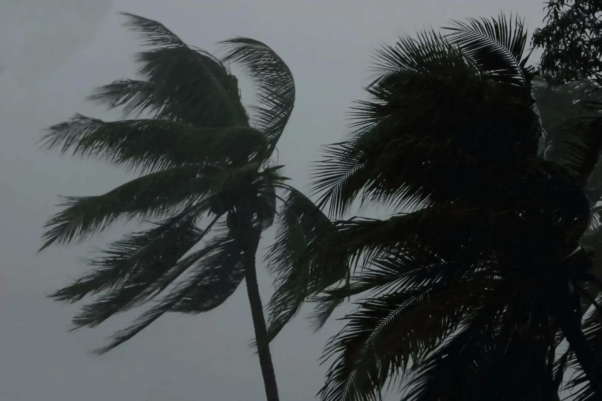 Palm trees blowing in the wind on a cloudy day