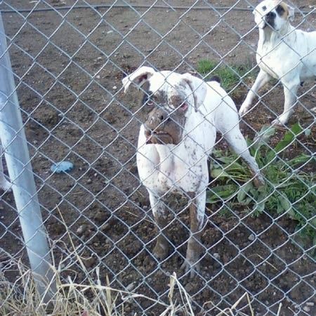 White dog with a muddy face and chest behind a chain-link fence, another white dog in the background.