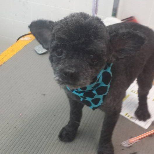 Black dog with a blue patterned bandana, standing on a grooming table.