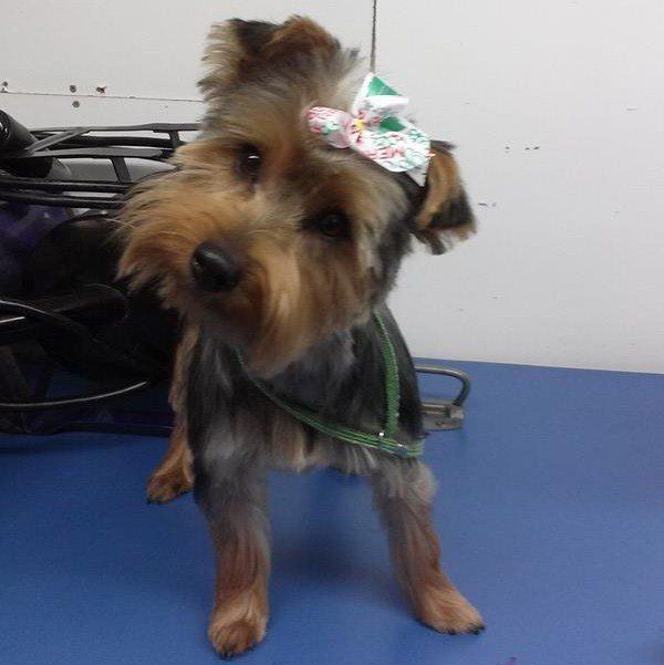 Yorkshire Terrier with a bow, standing on a blue surface, looking towards the camera.