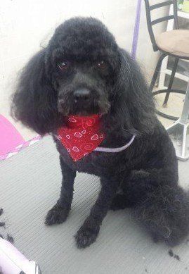 Black poodle wearing a red bandana sitting on a grooming table, looking at the camera.
