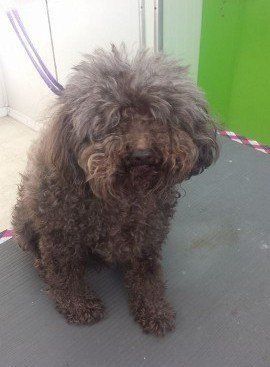 Brown poodle with curly fur sits on a grooming table, looking at the camera.