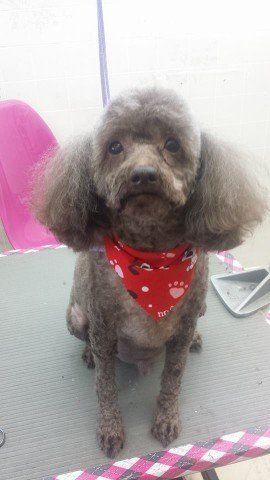 Gray poodle with a red paw print bandana, sitting on a grooming table.