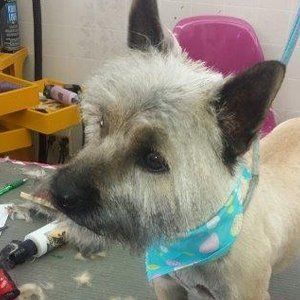 Tan dog with black muzzle, wearing a blue bandana, in a grooming setting.