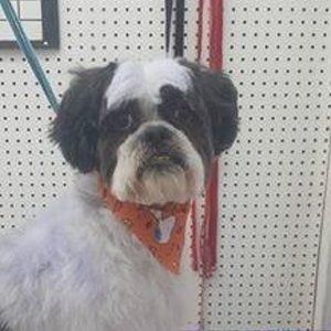 Dog with black and white fur wearing an orange bandana.
