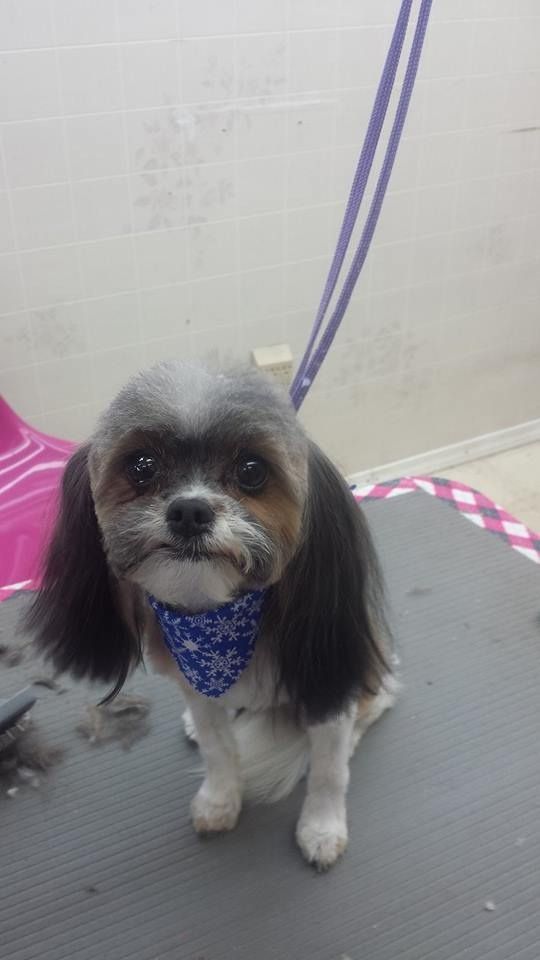 Dog with clipped fur and bandana sits on grooming table, looking at camera.