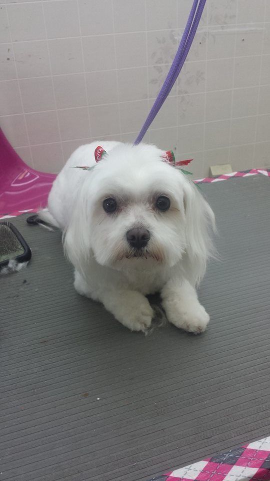White Maltese dog with red bows, lying on a grooming table with a purple leash attached.