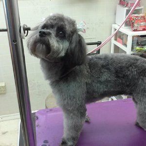 Gray poodle on a purple grooming table, looking up.
