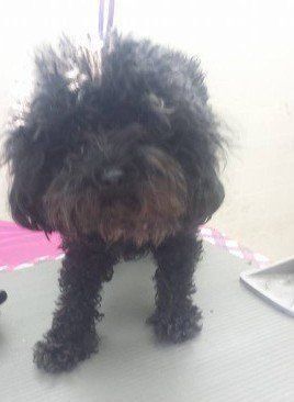 Black fluffy dog standing on a grooming table, looking forward.