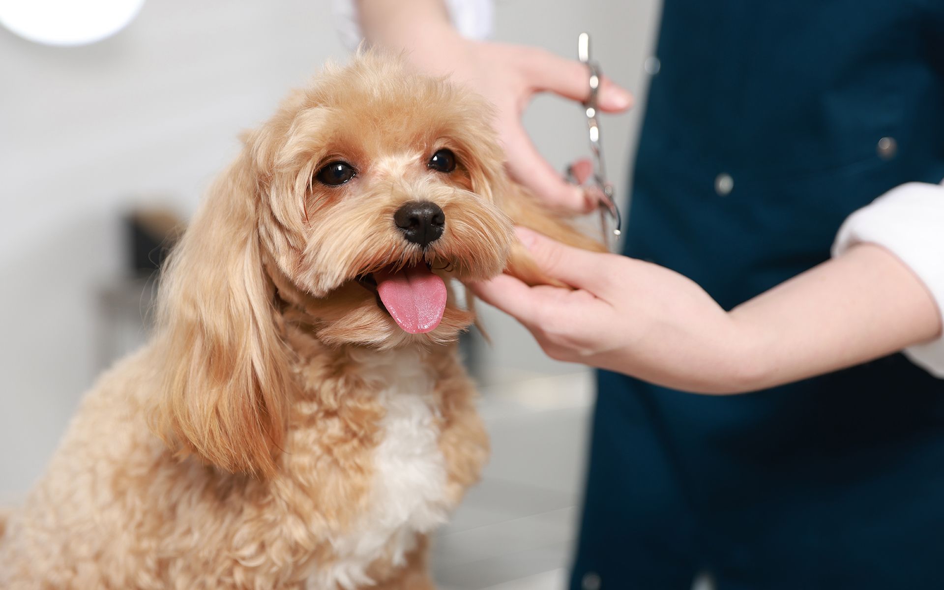 Dog being groomed by a person; dog is light brown, person is wearing a blue apron.
