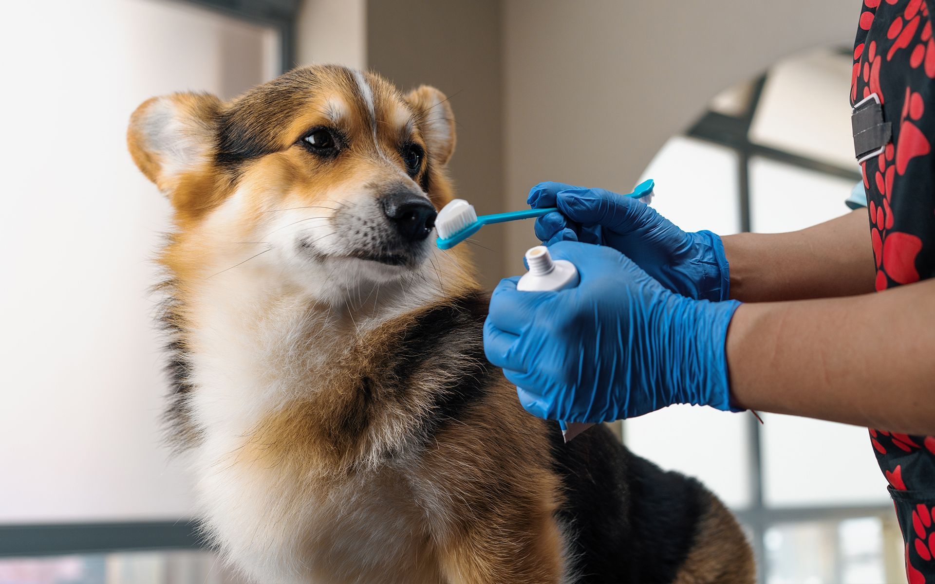 A corgi receives veterinary care. A person in blue gloves holds a cotton swab near the dog's face in a clinic.