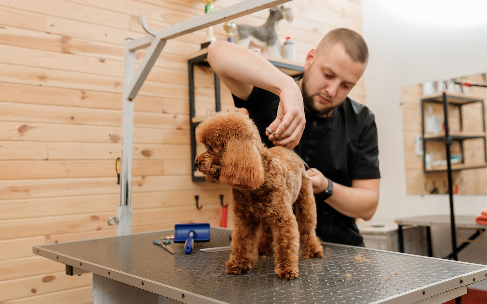 A man grooming a brown poodle on a grooming table in a salon.
