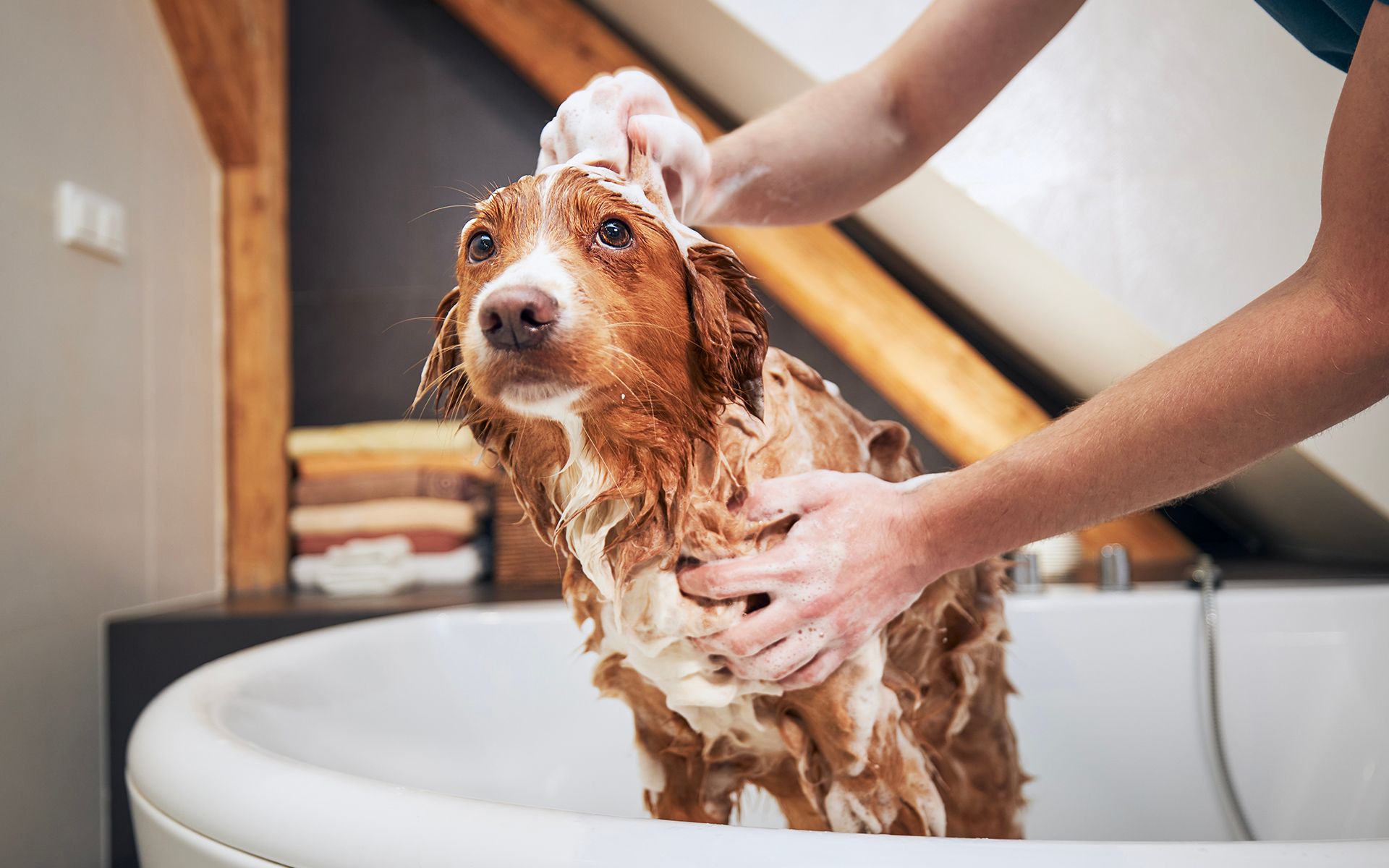 Dog being bathed in a white tub; person lathering its head with soap.