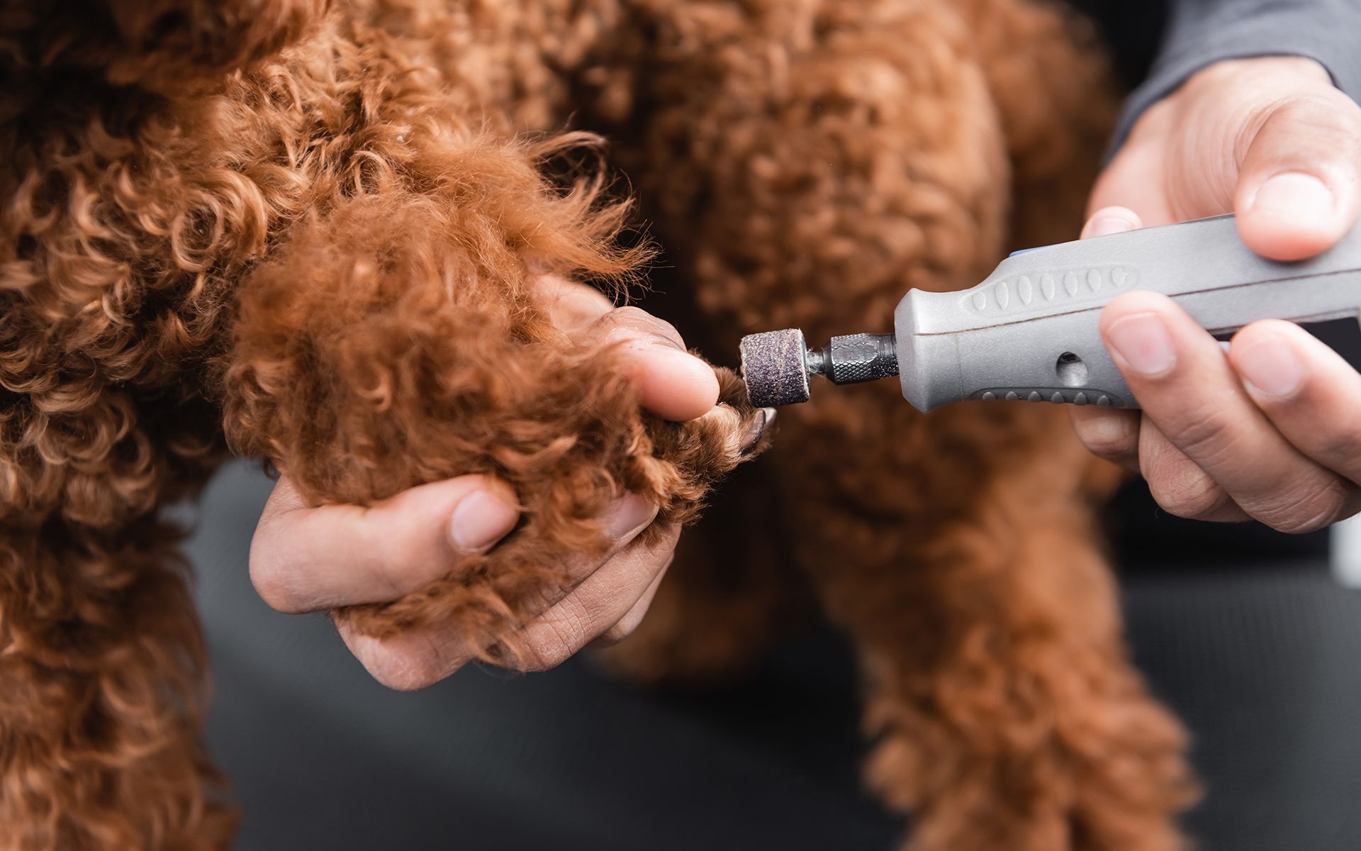 Person using a nail grinder on a brown, curly-haired dog's paw, close-up view.