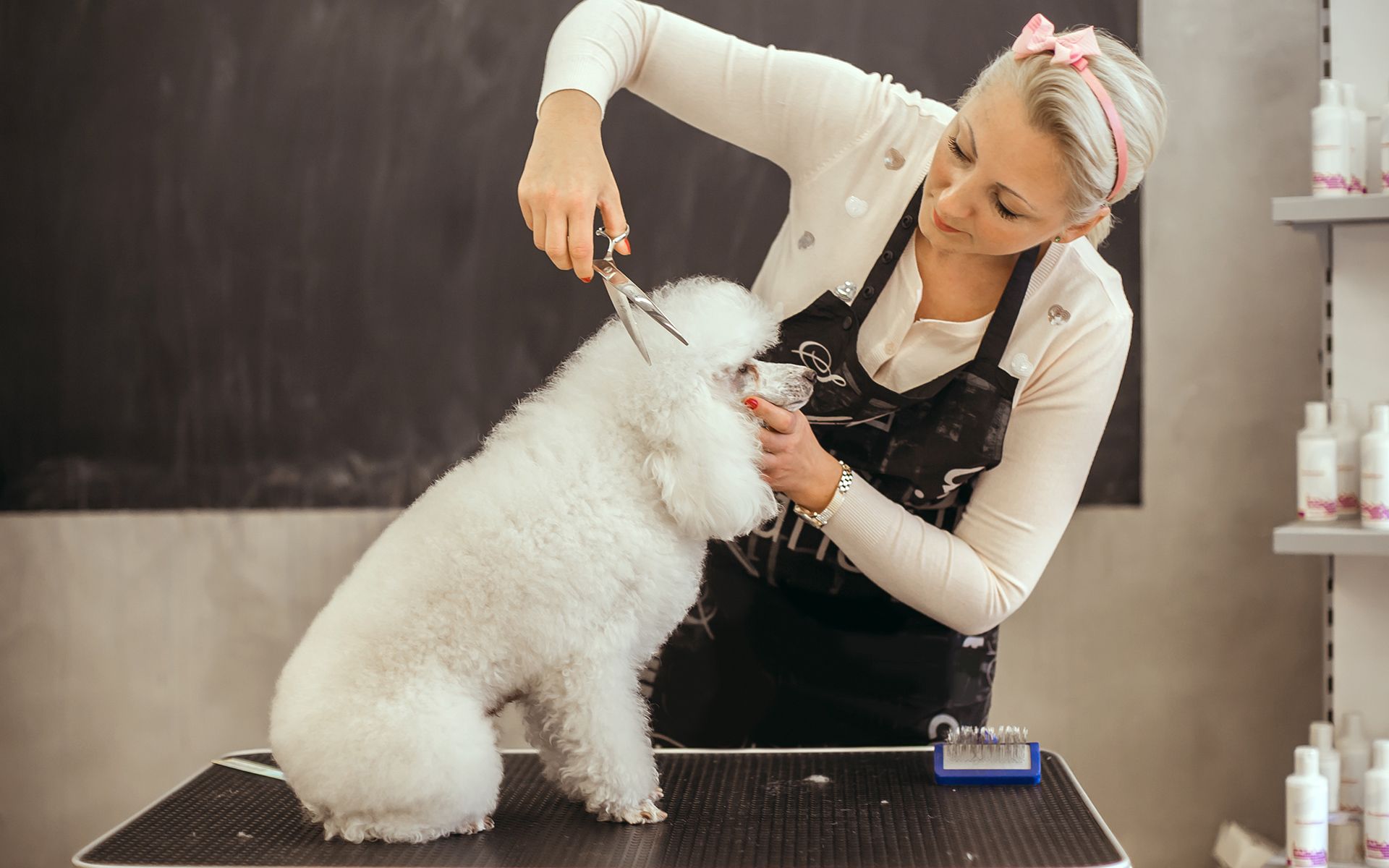 A dog groomer trimming a fluffy white dog's fur with scissors on a grooming table.