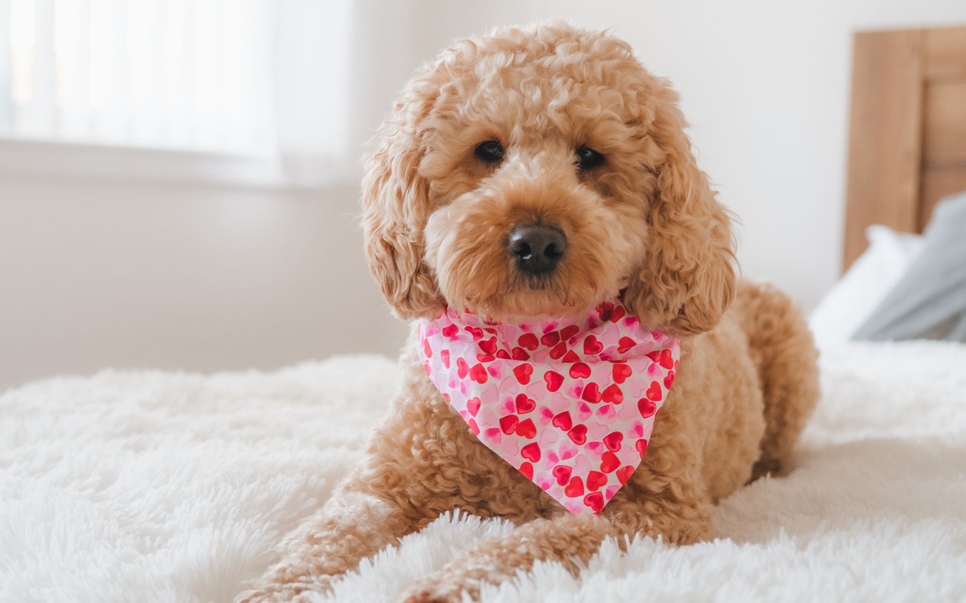 A golden-brown dog wearing a pink heart bandana lies on a fluffy white bed.