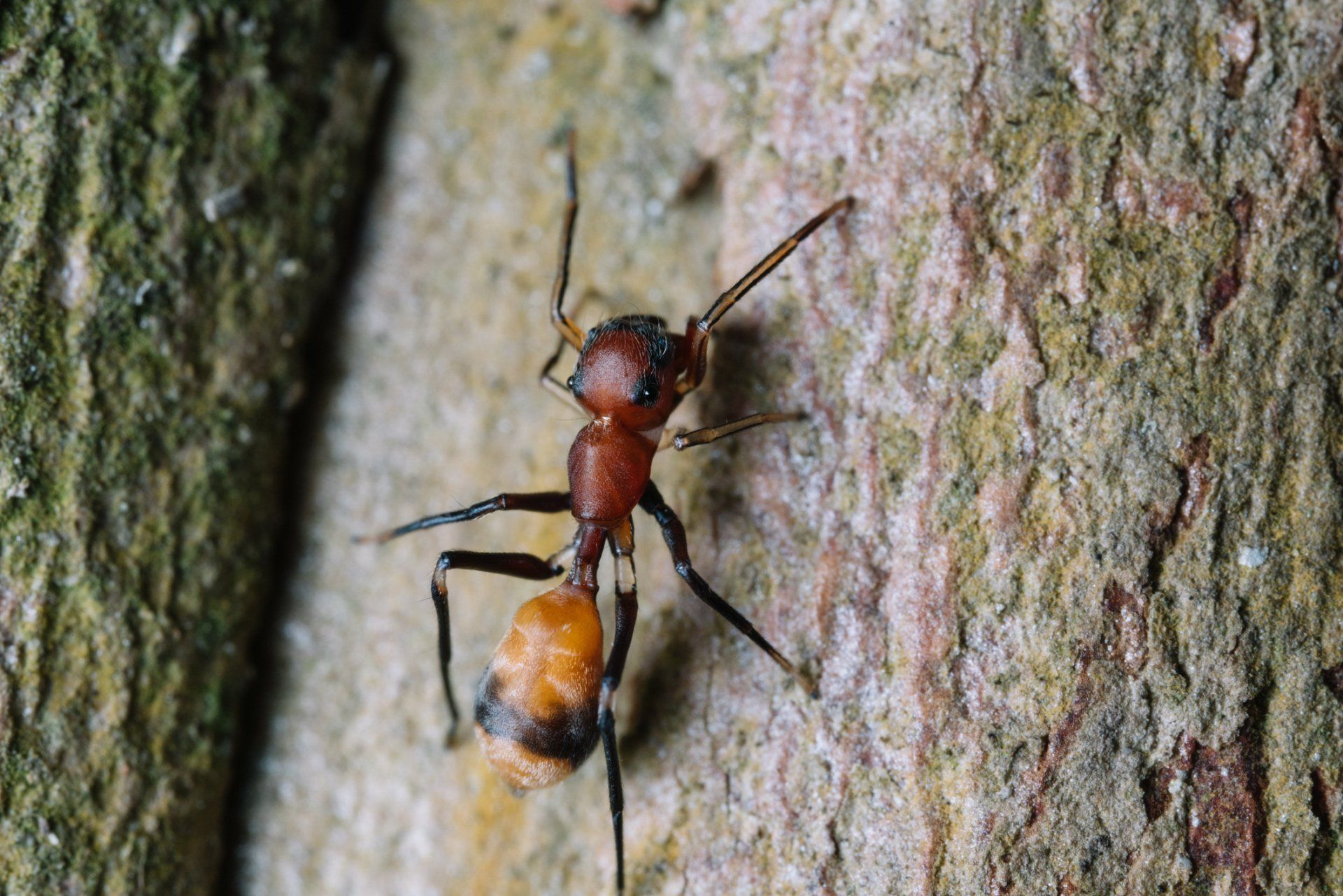 Ant Mimic Spider - Shepparton, Vic - Vin Truscott Pest Control