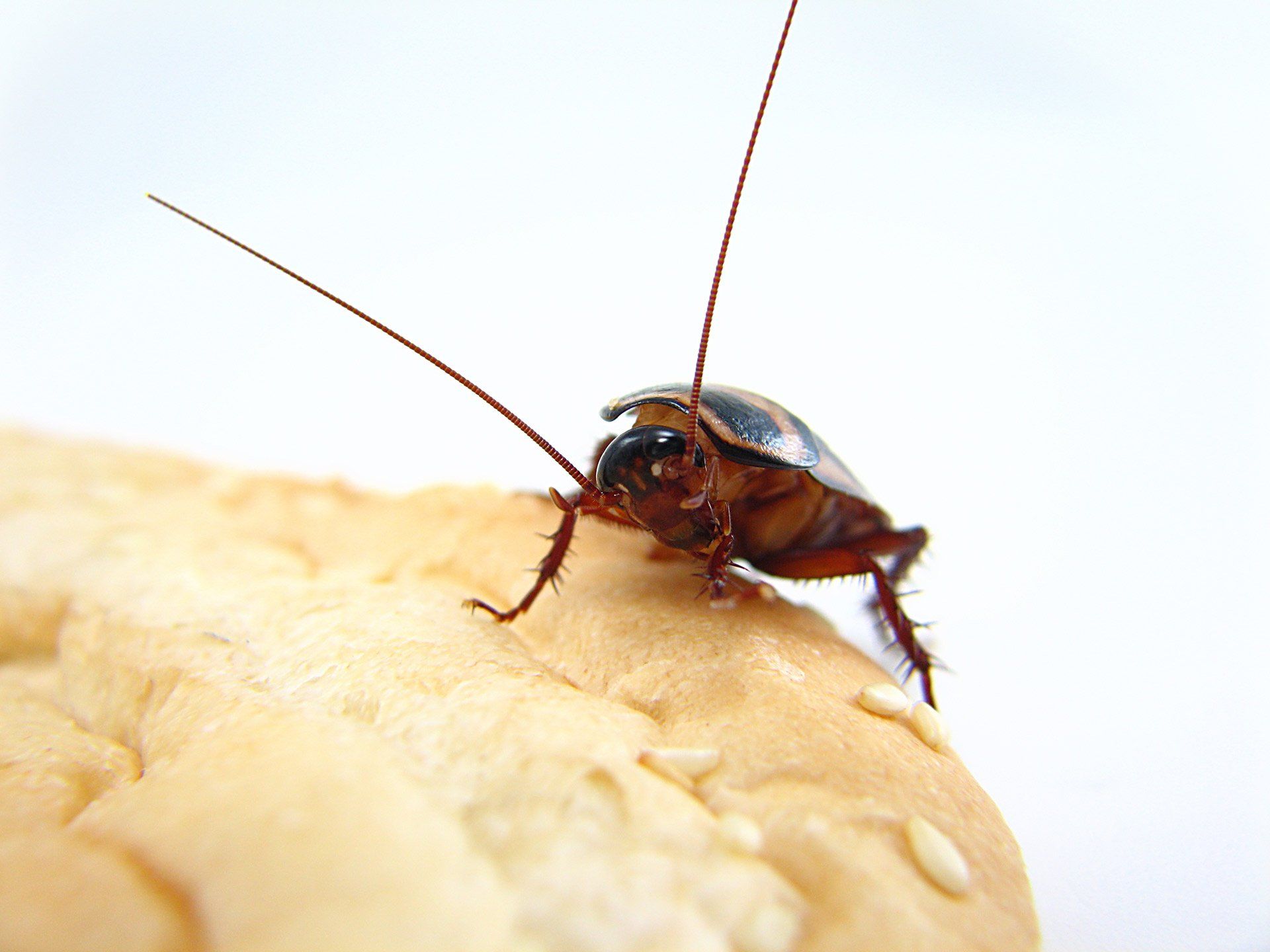 A Palmetto Roach Climbing on Some Bread - Shepparton, Vic - Vin Truscott Pest Control