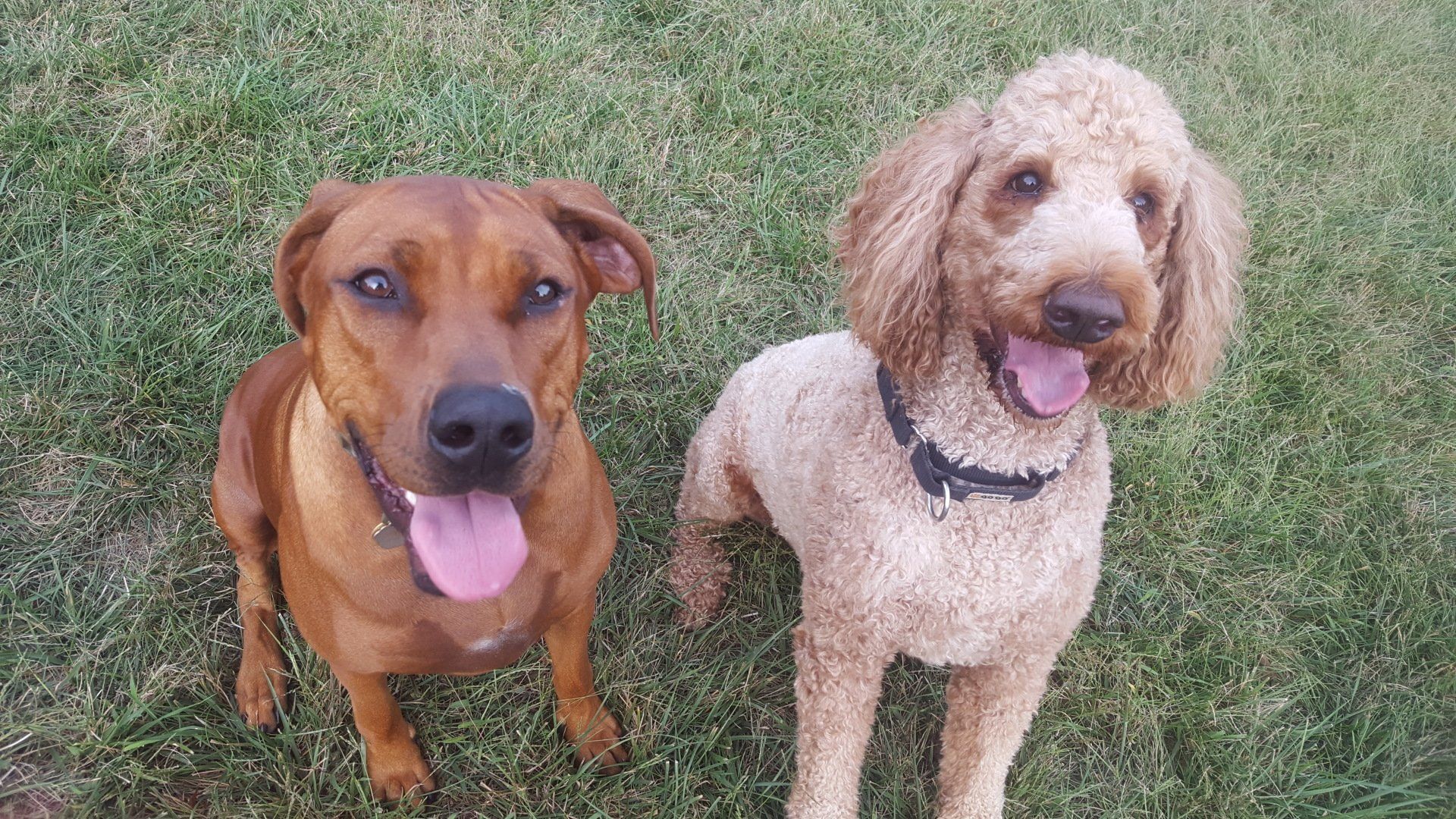 brown dog walking in grass during a dog walk from integrity services kc