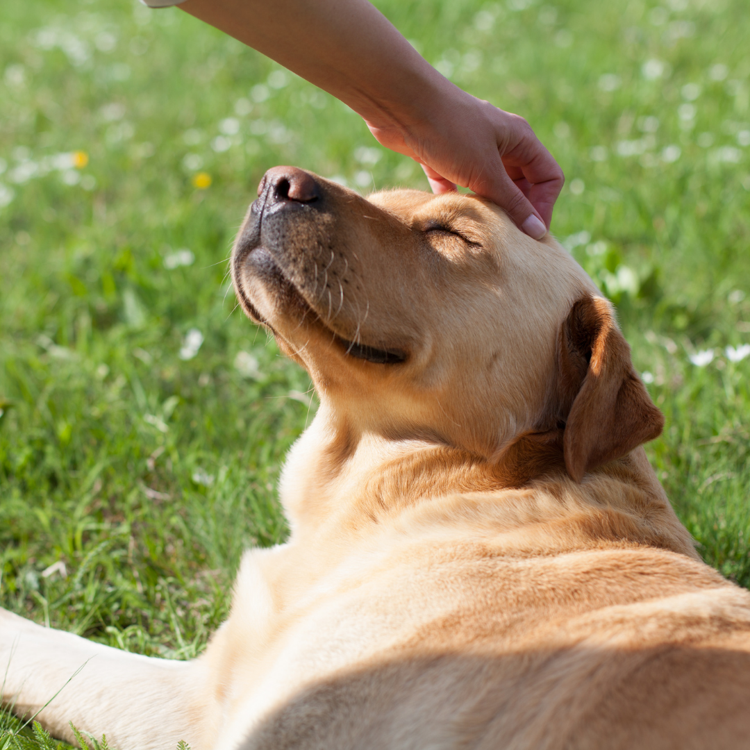 Cat sitting on a low rock wall