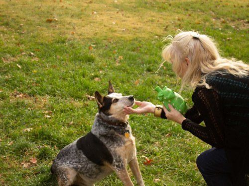 Woman holding dog toy training dog