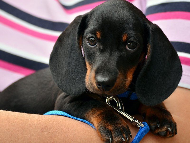 black and brown puppy