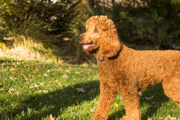 large brown dog playing outside