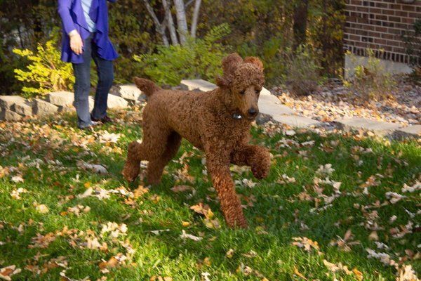 Large brown dog playing in grass