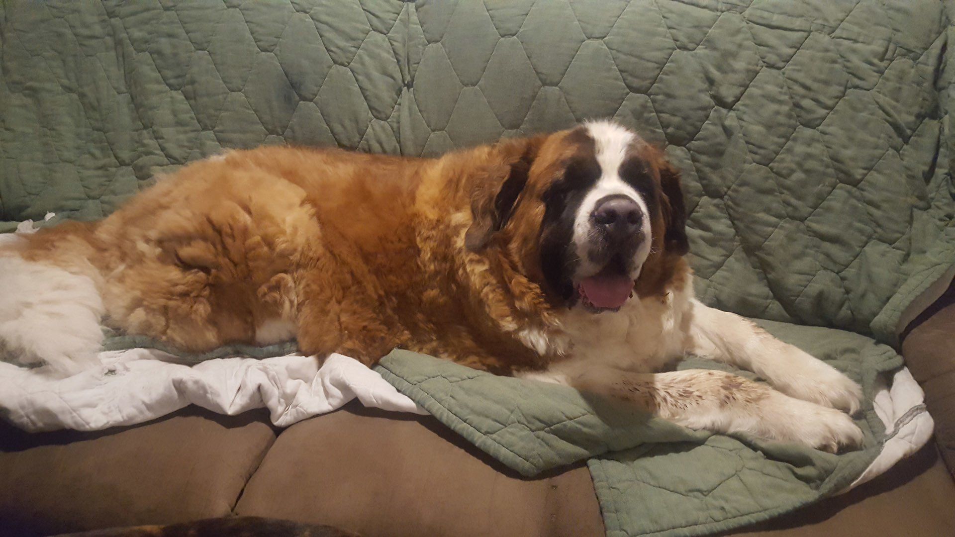 large dog laying on a sofa