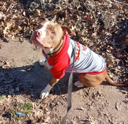 dog training for blind dogs