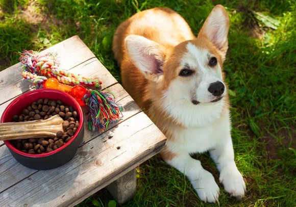 corgi dog with toys, accessories, and food on green grass