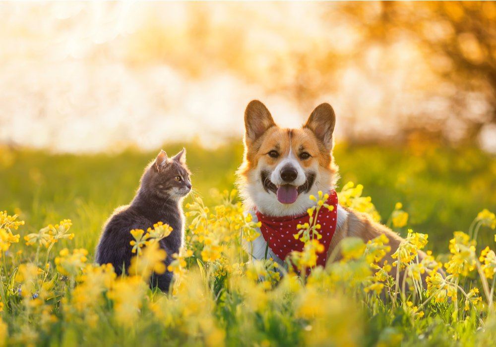 a corgi dog and a tabby cat sit together in farm
