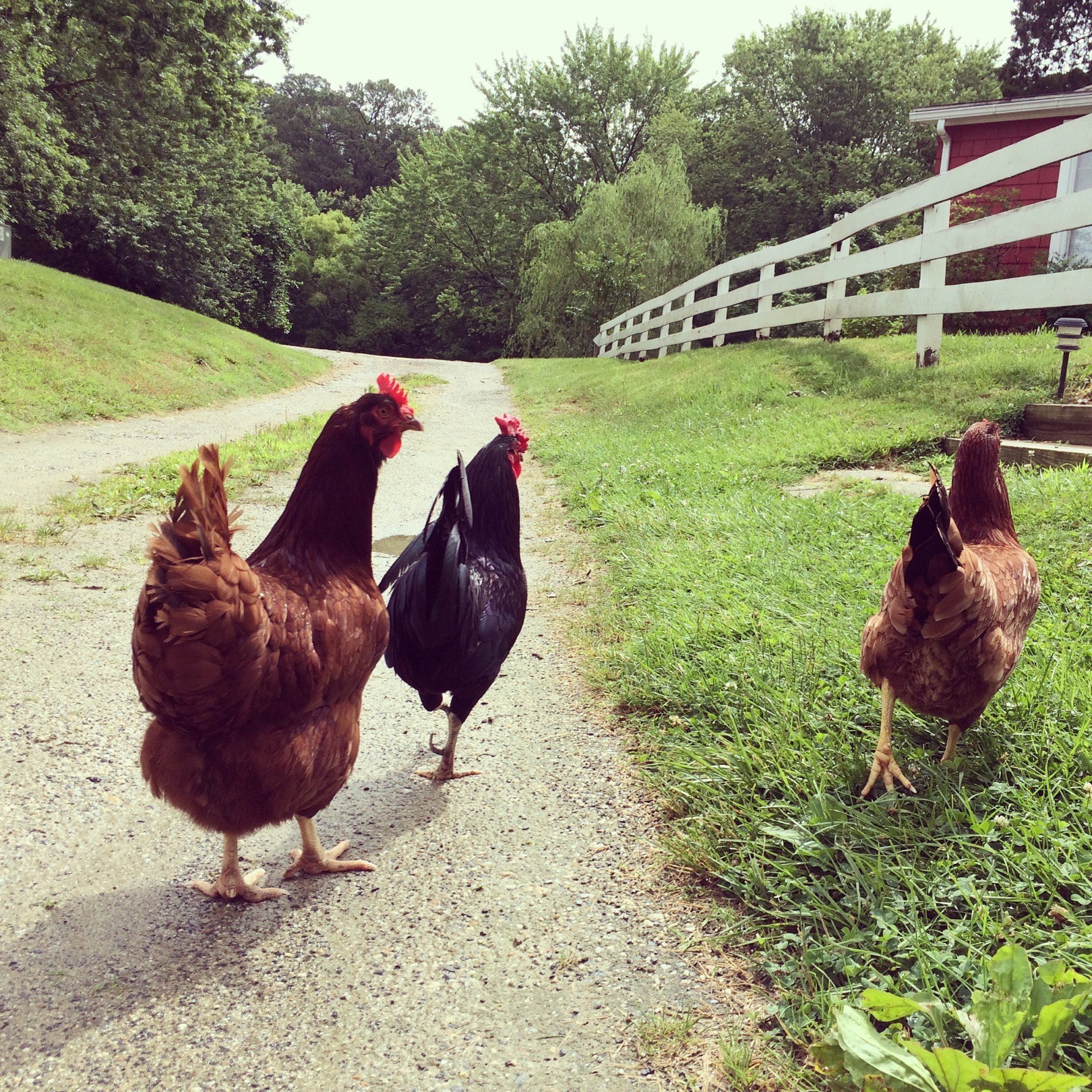 Premium Animal Feeds Canberra, ACT Bellchambers Produce