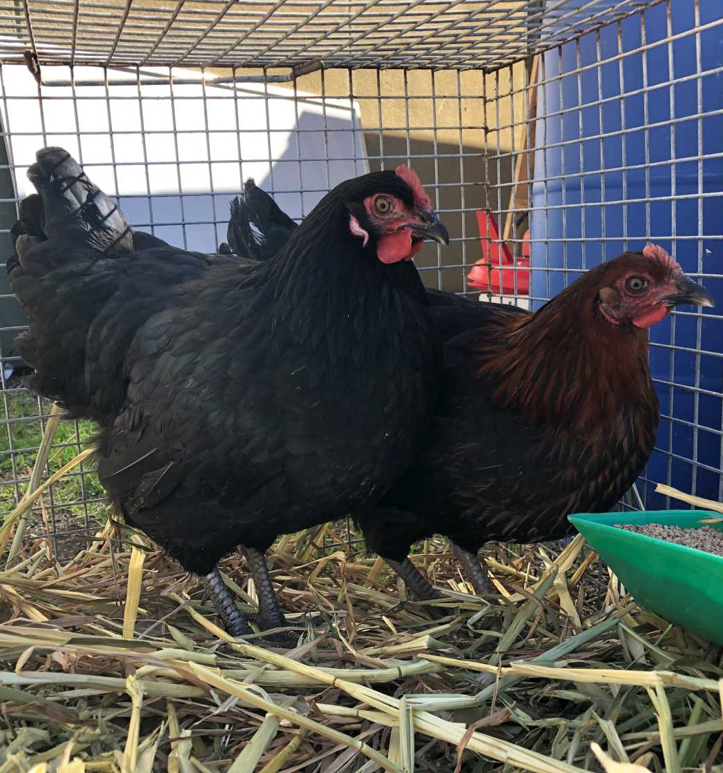 Premium Animal Feeds Canberra, ACT Bellchambers Produce