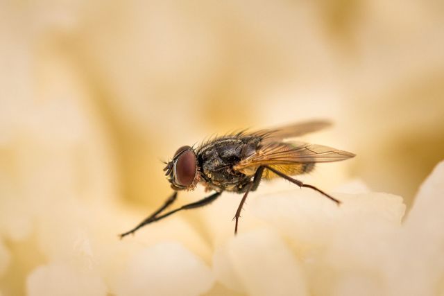 Close-up of a fly on a pale flower, with blurred yellow petals in the background