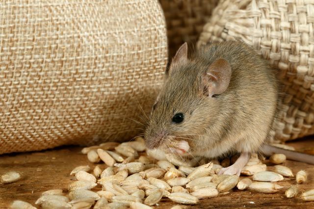 Brown mouse eating seeds on a wooden surface beside a burlap sack