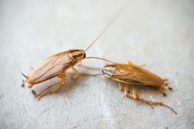 Two cockroaches touching antennae on a light surface