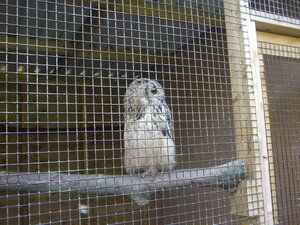 Owl at the nursery