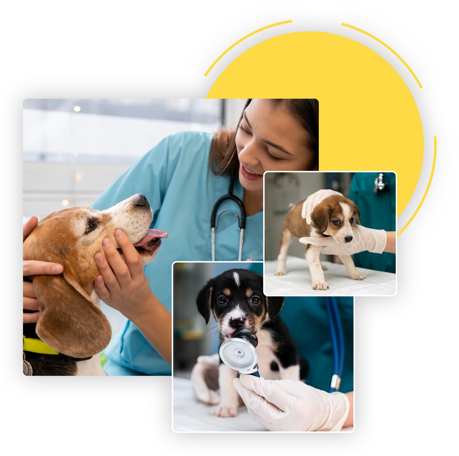 dog daycare