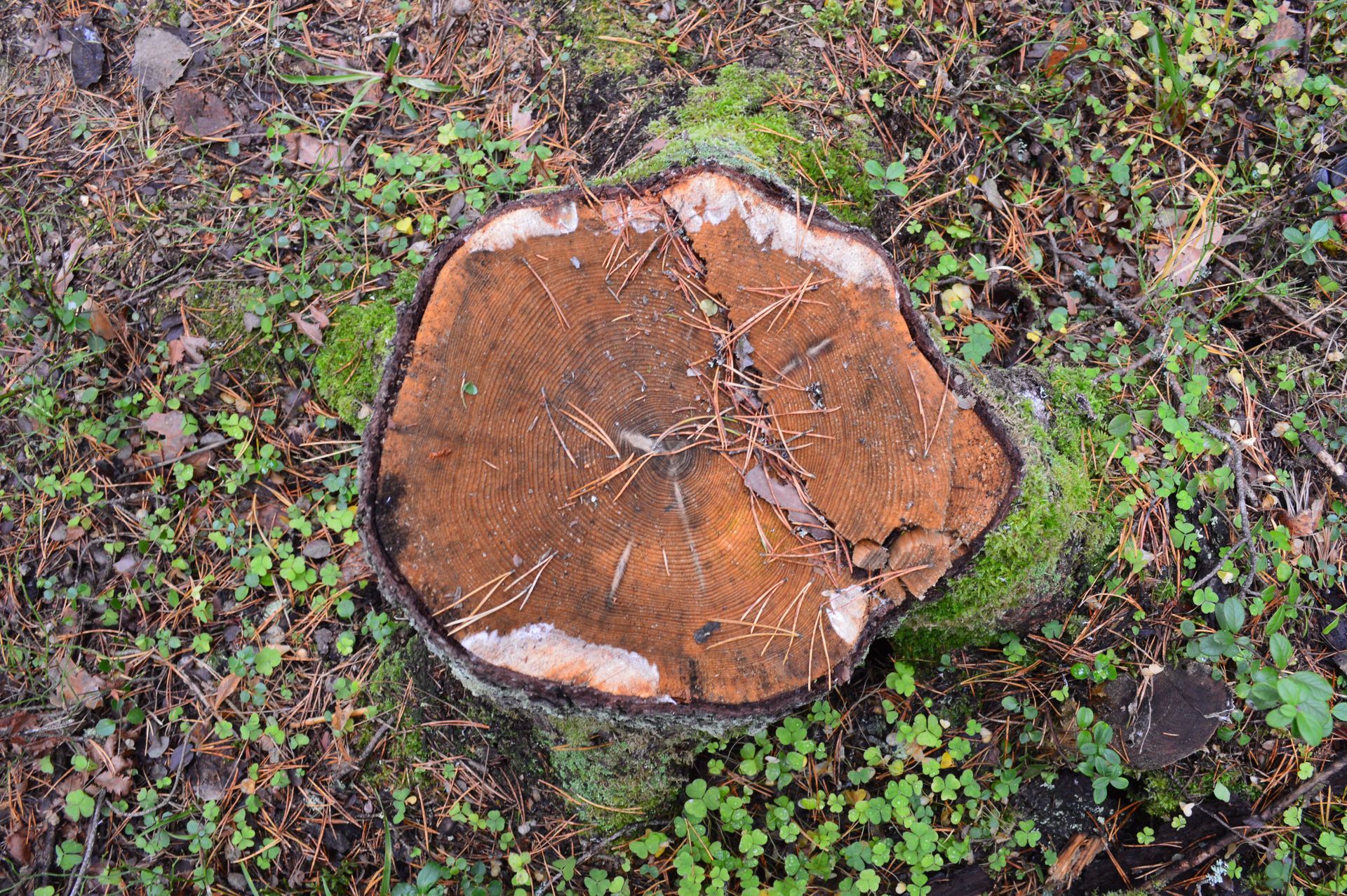 Freshly cut tree stump on forest floor with moss and small green plants around it