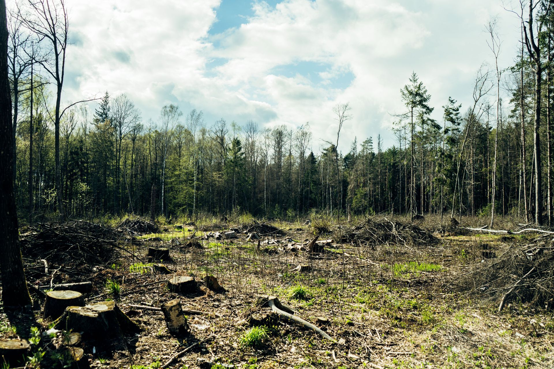 Cleared forest with tree stumps and fallen branches under a cloudy sky